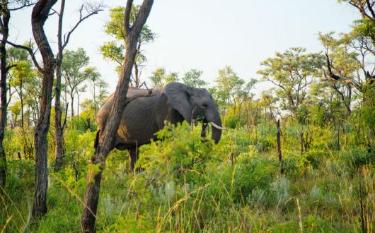 Kruger National Park_SAfrica.jpg