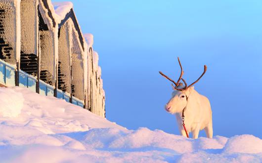 Santa's Lapland cancels December trips