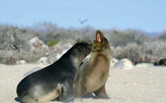 Sunvil Galapagos Sea Lions