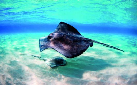 Cayman Islands Stingray .jpg