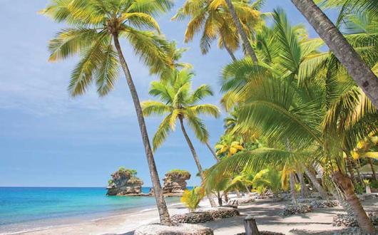 Tropical beach under palm trees