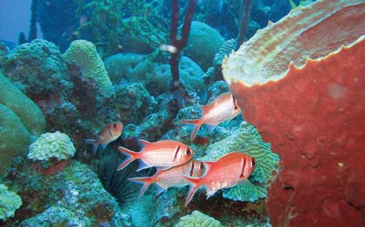 ReDiscover Dominica Coral Fish