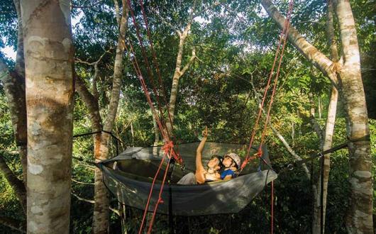 Tropical Tree Climbing six million stars