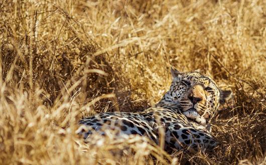 The event helps agents better connect with clients interested in wildlife travel