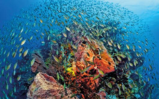 AnseChastanet-ScubaStLucia-015 Insta.jpg