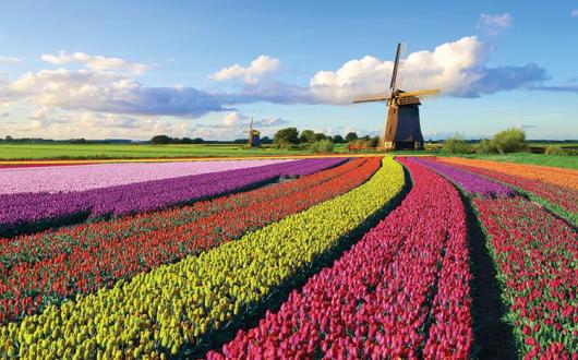 Tulip fields in the Netherlands
