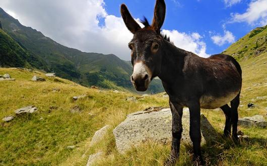 Donkey in the mountains