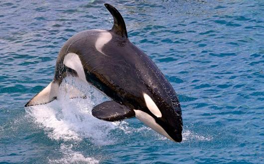 Leaping orca in the ocean