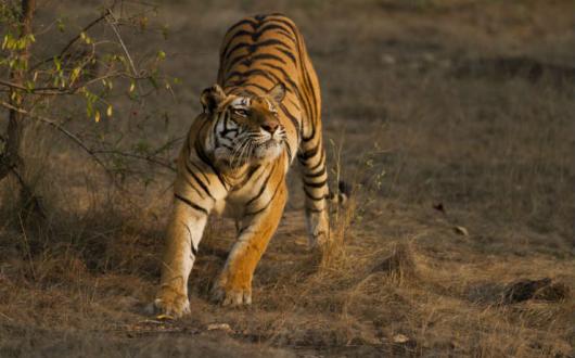 Bandhavgarh_1_India.jpg