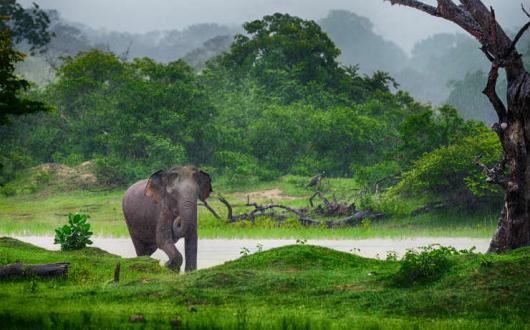 'Travel can play a key role driving up standards of animal welfare'