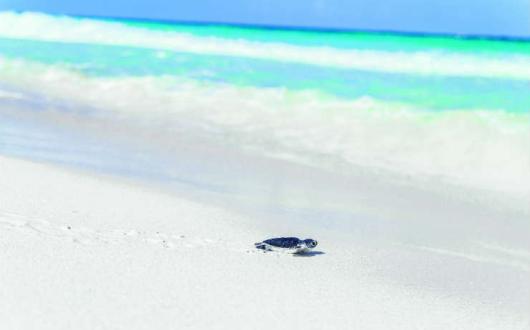 Turtle moving towards the sea