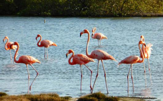 Bonaire Flamingos .jpg