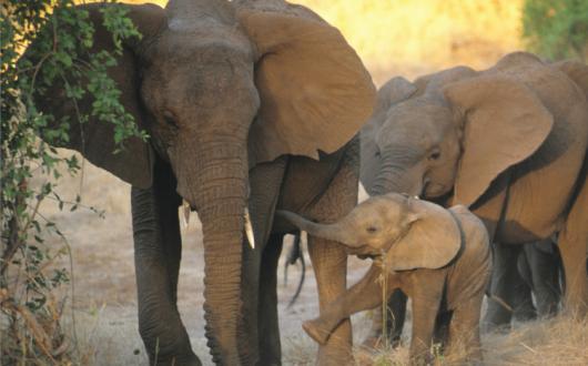 Somak Africa 2019-21.jpg