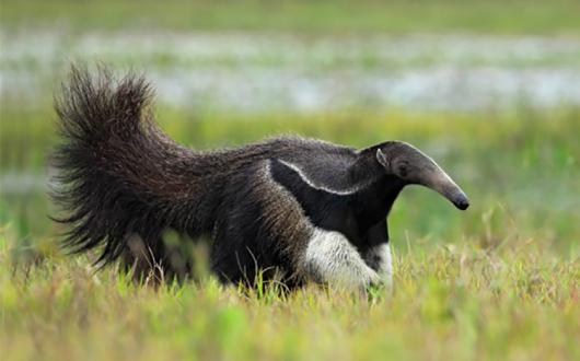 Guyana Giant Anteater.jpg