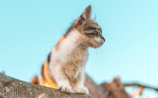 Cat Morocco Rabat Hassan Ouajbir Unsplash.jpg