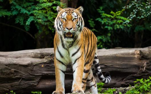 Bengal Tiger in India