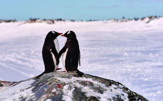 Penguins in Antartica .jpg