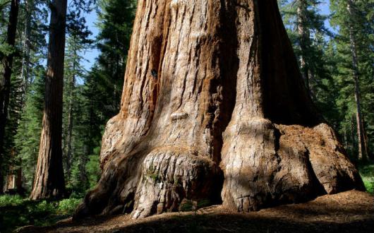 One of the Protectours includes planting trees in Iceland