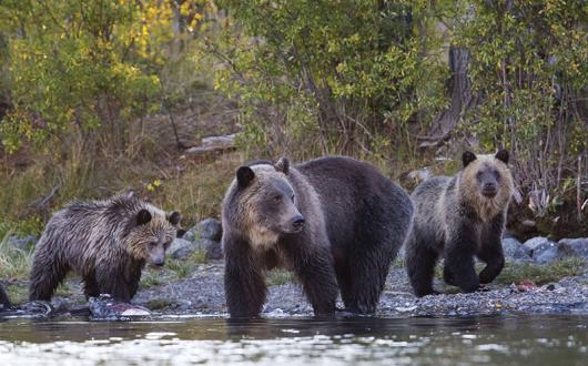 Grizzly mum and cubs.jpg