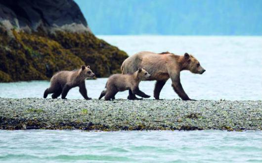 First Class Holidays Polar Bears.jpg