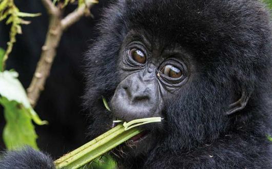 Mountain Gorilla by C Culbert Rwanda