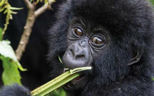 Mountain-Gorilla-C-Culbert-Rwanda_METhumb.jpg