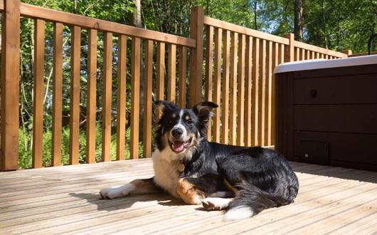 Landal Darwin Forest 2.jpg