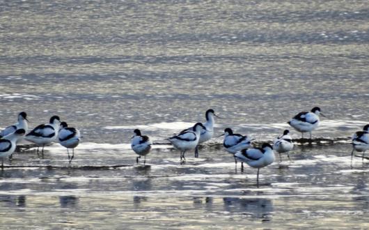 Rainham Marshes iStock.jpg