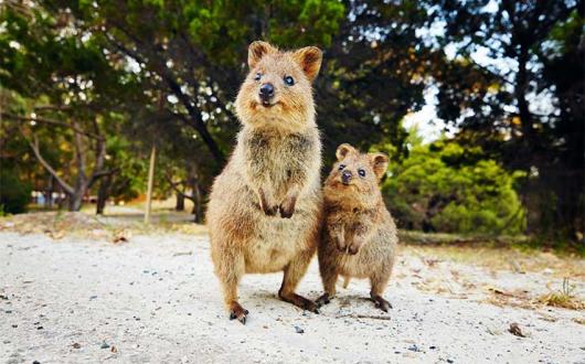 Quokkas on Rottnest Island, Perth, Western Australia