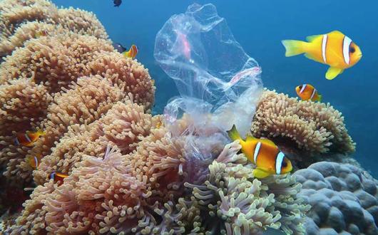 Tropical fish on a reef
