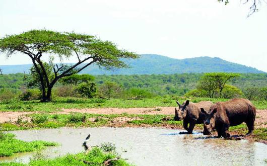 South African Rhinos iStock-916079310.jpg