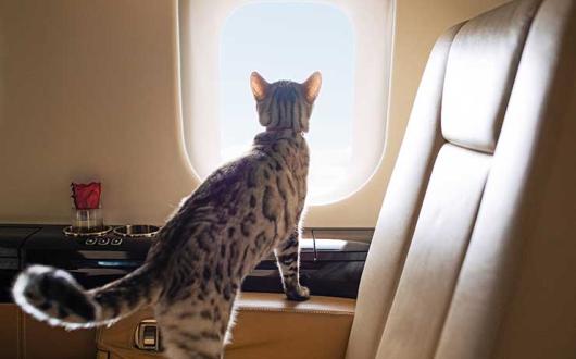 VistaJet Minnie the cat onboard