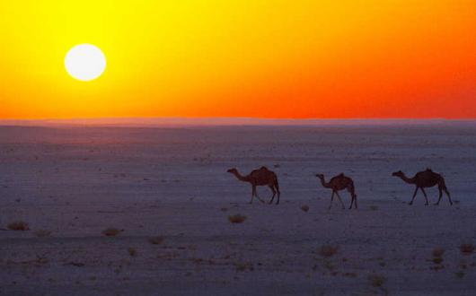 Camels in desert.jpg