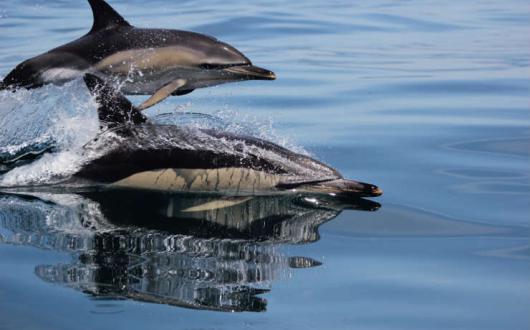 Dolphin excursion in the Algarve