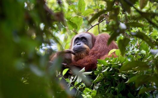 Orangutan Just A Drop credit Huw Cordey.jpg.jpeg