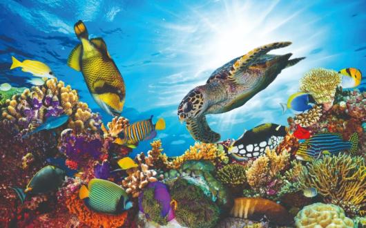 Tropical fish and turtles swimming in the Maldives