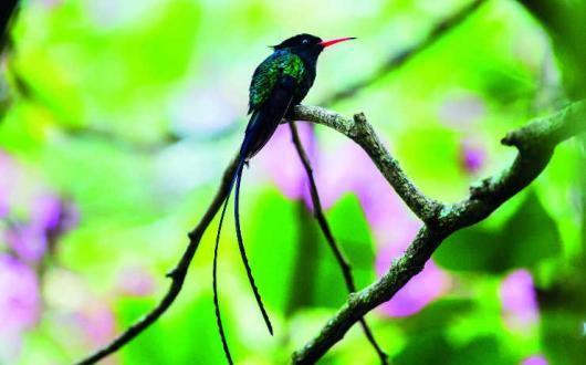 Hummingbirds iStock-1142923891.jpg