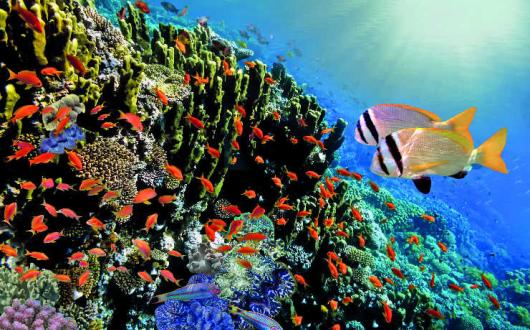 Indian Ocean Coral iStock-539365982.jpg
