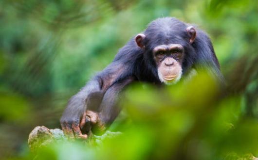 Chimp in Sierra Leone.jpg