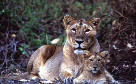 British Airways Holidays Born Free.jpg