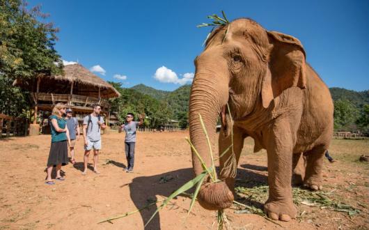 Intrepid Travel Thailand Elephants Chiang Mai.jpg