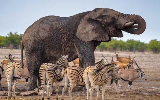 The new Abta guidelines rule out elephant attractions without a barrier