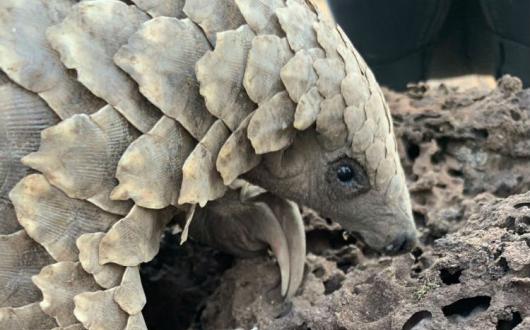 Pangolins are targeted by poachers for their scales, which are used in medicine in the Far East