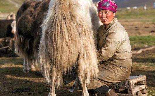 Yak-Milking-Mongolia-Black-Tomatothumb.jpg