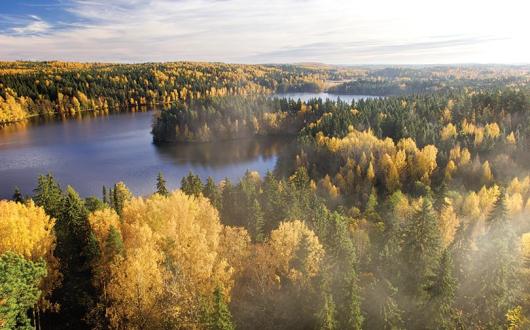 Finnish forest scene