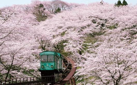Hitome train, Miyagi