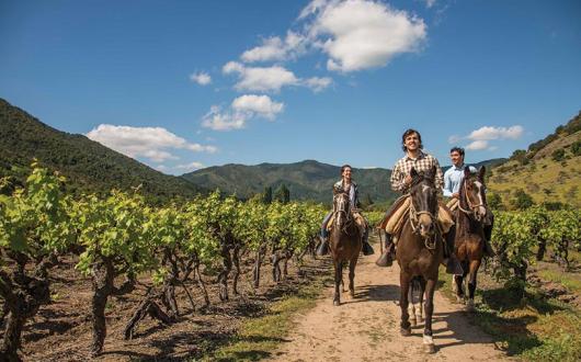Horseriding in Chilean vineyards