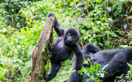 Visitors must maintain a distance of seven metres from the gorillas
