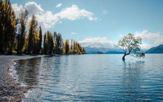 That Wanaka Tree, Wanaka, New Zealand. Photo by Laura Smetsers on Unsplash