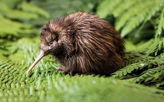 Win a kiwi adoption package with Tourism New Zealand